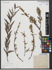 Foto von Salix triandra L. x Salix viminalis L.